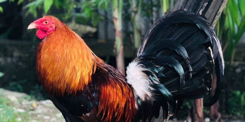 Các đặc trưng vượt trội của gà đòn Thái Lan