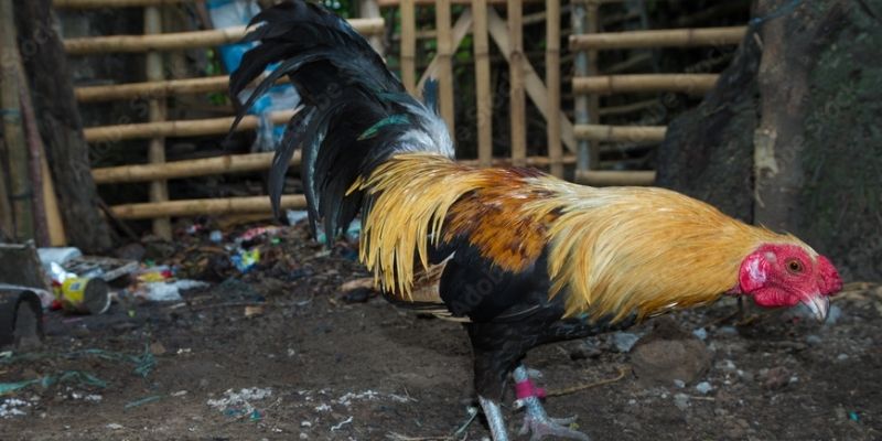 Cách nhận diện bệnh lý ở kê