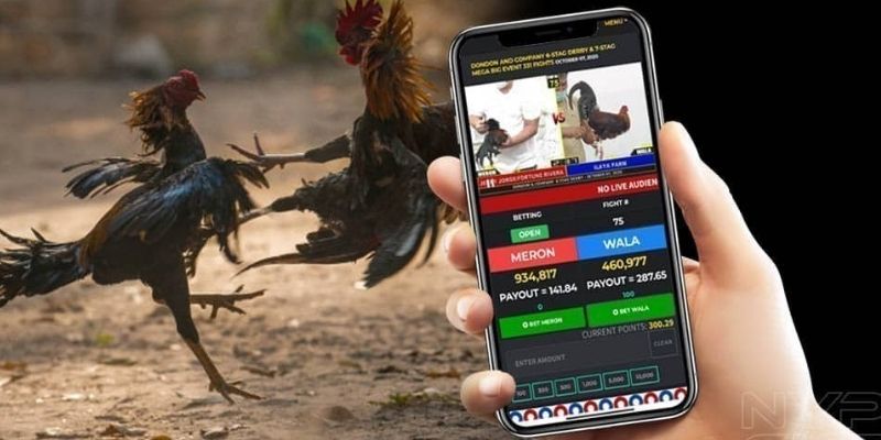 Đá Gà Trực Tiếp Casino