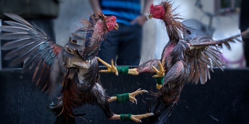 Lý do chọi kê trực tuyến được ưa thích