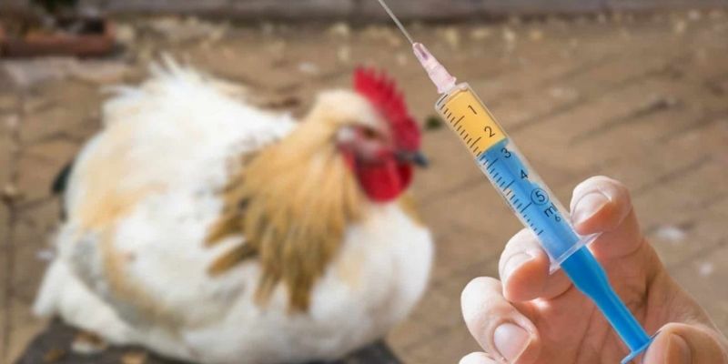 Mẹo chữa bệnh gà thở khò khè