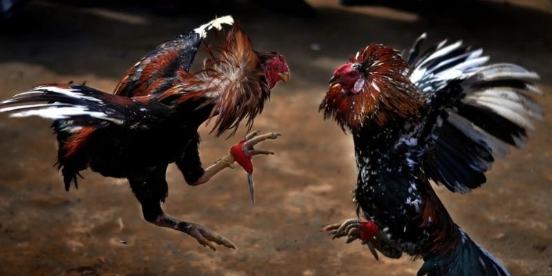 Mẹo cược đá gà trực tiếp casino