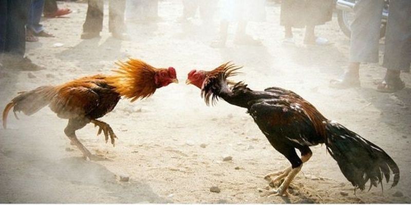 Mẹo thi đấu gà đòn hiệu quả mà hội viên nên nắm