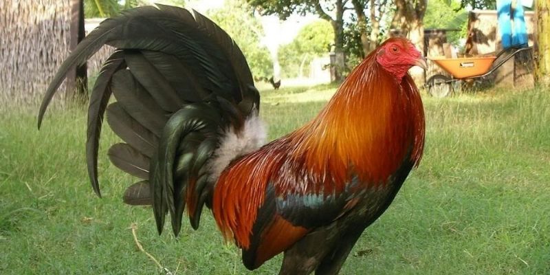 Một số nét cơ bản cần biết về gà chiến Thái Lan