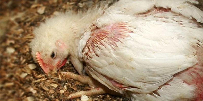 Nhận biết dấu hiệu kê mắc bệnh ORT nguy hiểm