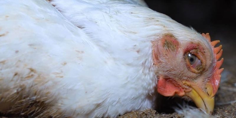 Phương pháp chữa trị cho các ca kê bệnh nặng 