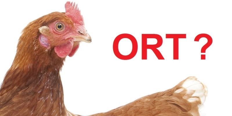 Thuốc Điều Trị Bệnh ORT Trên Gà