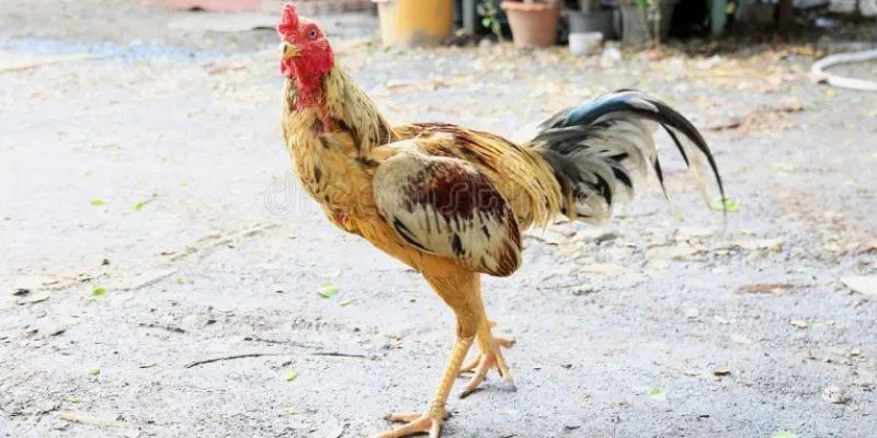 Tìm hiểu các yếu tố hình thành bệnh