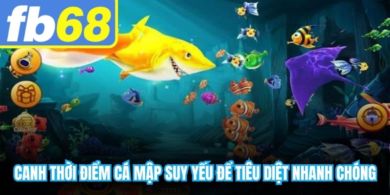 Canh thời điểm cá mập suy yếu để tiêu diệt nhanh chóng